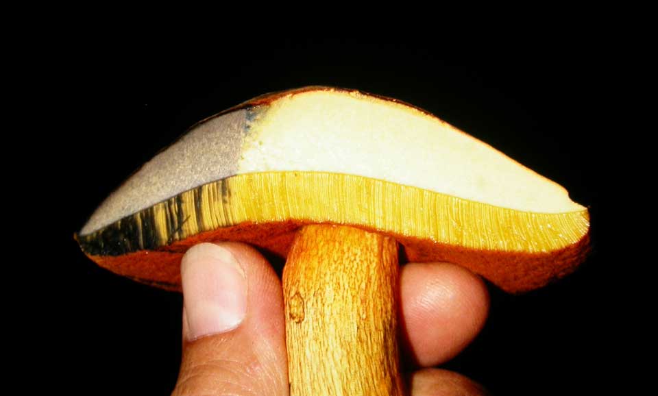 This cross-section shows the dramatic color change when cut. This cross-section shows the dramatic color change when cut.